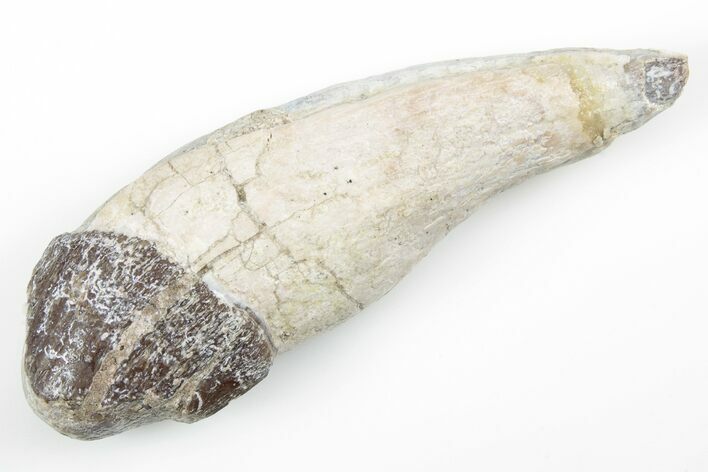 Fossil Primitive Whale (Pappocetus) Incisor Tooth - Morocco #215111